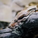 The Darling Venom: A Complicated Love Story