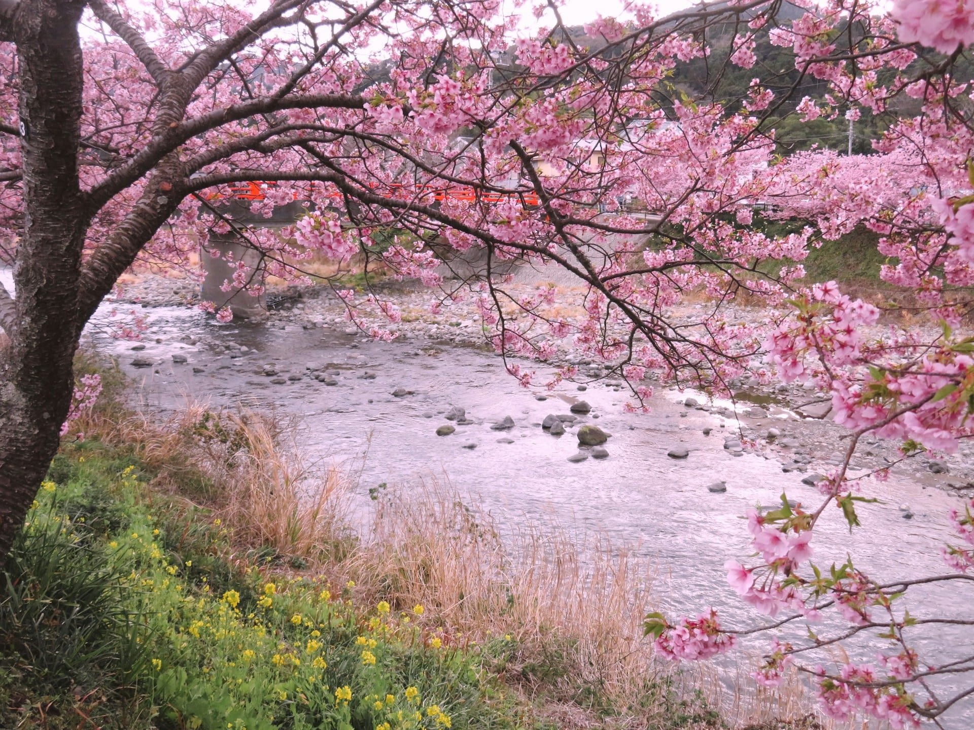 Where to See Cherry Blossoms in Japan Without the Crowds