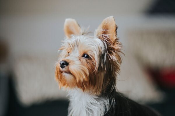The Mini French Bulldog: A Petite and Playful Companion