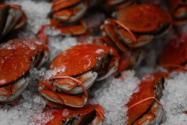Exploring the Benefits of Black Mussels