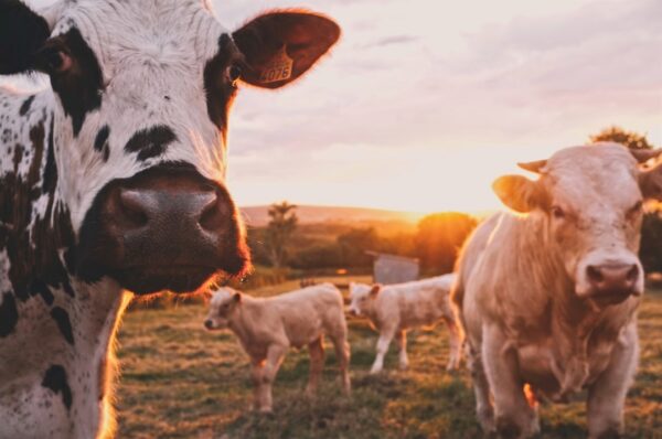 The Pink Cow: A Unique and Eye-Catching Phenomenon