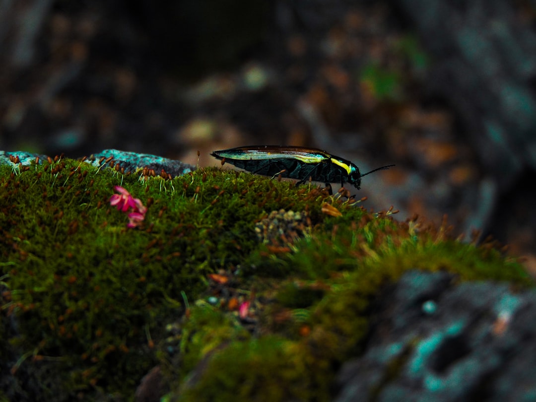 Uncovering the Fascinating World of the Elephant Beetle