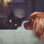 What Is Pet Insurance And How Does It Work?