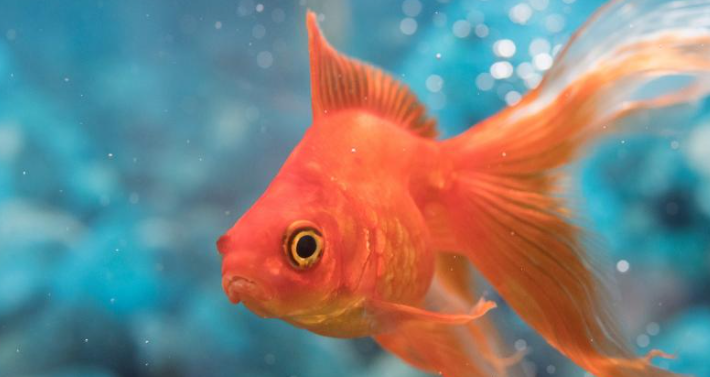 Goldfish ka Scientific Naam Kya hai