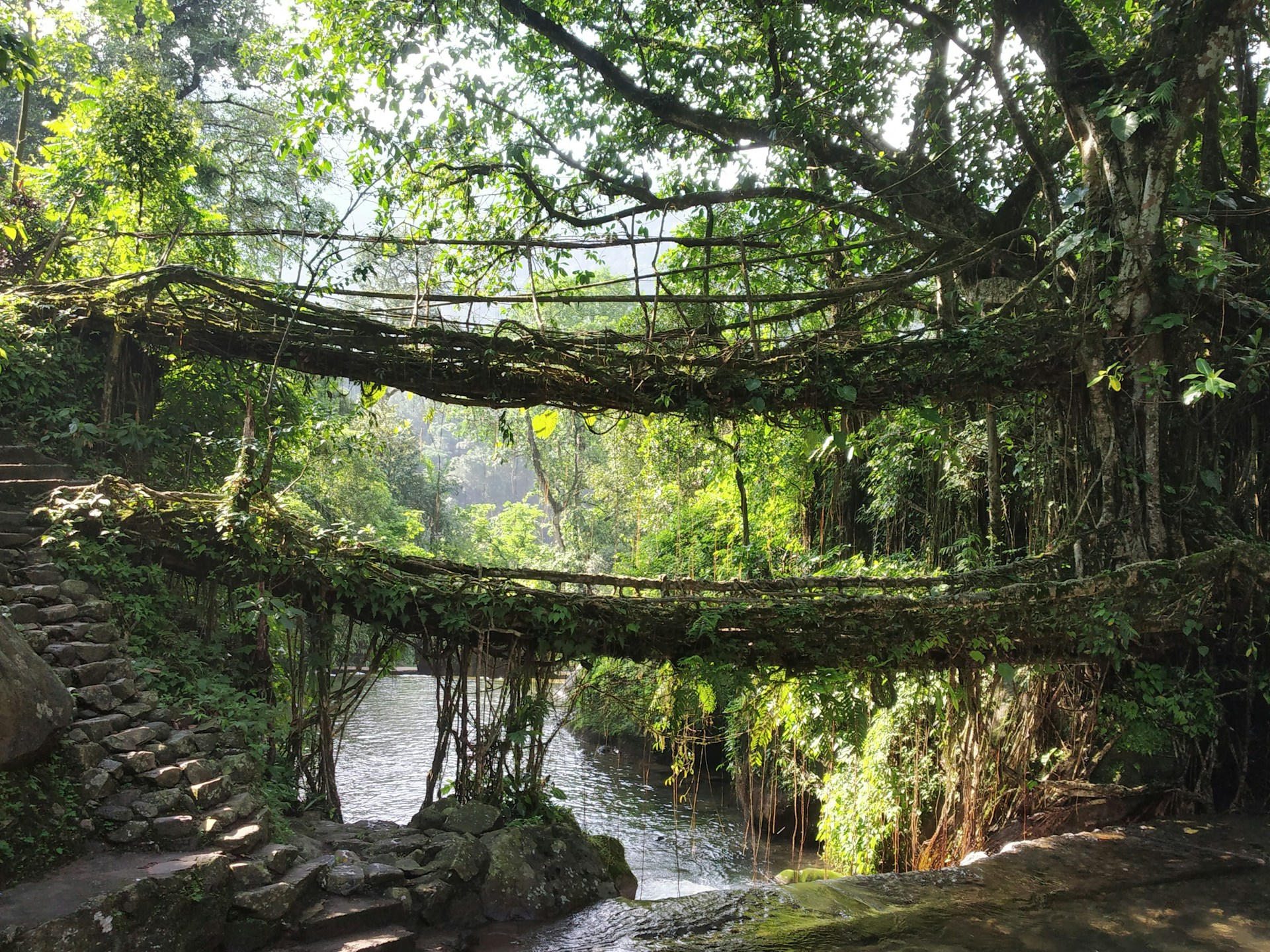 How to Visit the Living Root Bridges of Meghalaya