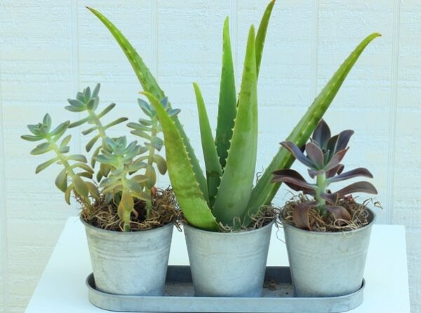 Tips You Should Know Before Growing Your Plants