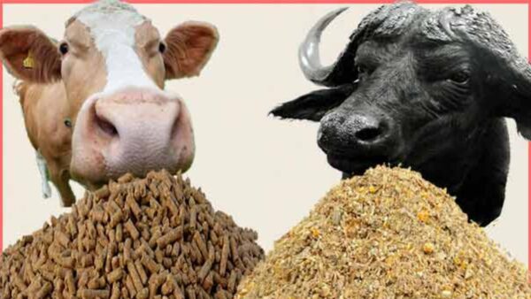 भैंस के लिए अच्छा पशु आहार प्रबंधन क्यों जरुरी है?